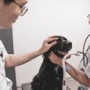 헬로동물병원 이미지