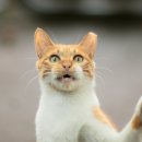 행복한 고양이 이미지