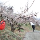 매화마을1 이미지