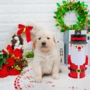 400031 | 부평구 골든리트리버분양 오랜된 애견샵 입양