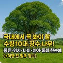 국내 10대 장수 나무 이미지