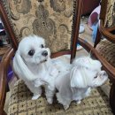 흰돌1호 이미지