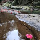 동굴에 평화의 동백이 이미지