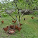 나무숲펜션 이미지