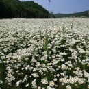 구밀복검(口蜜腹劍) 이미지