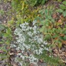 Eupatorium hyssopifolium? 이미지