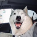 은행나무종합동물병원 이미지