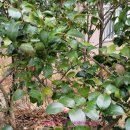 진영한림풀에버부동산중개사무소 이미지