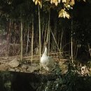 장안사산장식당 이미지