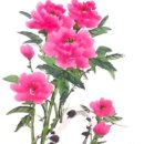 peony