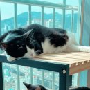 포제로미 이미지