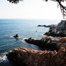 해송과 바다 이미지