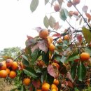 윤씨네농장 이미지