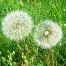 민들레홀씨 이미지