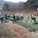 옹진사랑 이미지