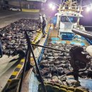 한국의 고래고기집들이 유지되고, 고래축제기간에는 혼획량이 늘어나는 이유 이미지