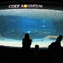 코엑스아쿠아리움 이미지