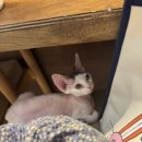 고로캣 고양이카페 | 고로캣 고양이 카페