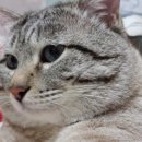 AK동물병원 네이버블로그