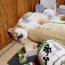 쇼핑문구 이미지