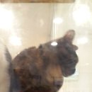 동물병원루니 이미지