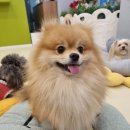 펫스유치원 이미지