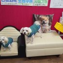 개꿀하우스 이미지