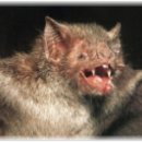 [IELTS Listening-1063] Rabid Vampire Bats attack humans in Brazil 이미지