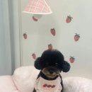 멍뭉이샵 이미지