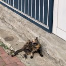 은초롱유치원 | [고양이] 생애 첫, 길고양이 사비 TNR 후기