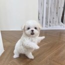 뭐먹냥? 네이버블로그