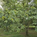 새밤농장 이미지