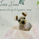 복실애견 이미지