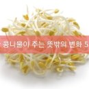 흔한 콩나물이 주는 뜻밖의 변화 5 이미지