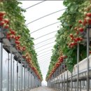 혜숙농장 이미지