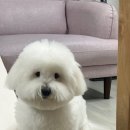 도그메종 이미지