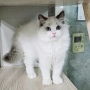 달래캐터리 이미지