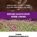 임실엉겅퀴