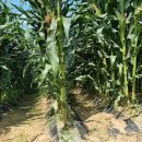 욱이농장 이미지