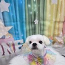 밀리아 펫살롱 이미지