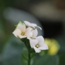 동산화원 이미지
