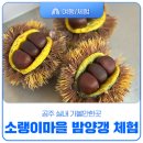 소랭이 마을 | 공주 실내 가볼만한곳 소랭이마을 밤양갱 체험 후기