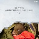 반달곰 이미지