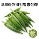 재식농장 | 오크라 재배 방법 총정리!｜심는 시기, 심는 방법, 수확 시기까지