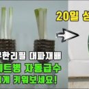 집에서 대파키우기 파테크 대파심기 수경재배 방법 실온 대파 보관법 이미지