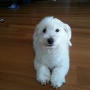 짱구가짱 이미지