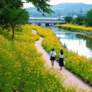 환상적인 노란 꽃길 만들어주는 금계국… 5월 봄꽃 보러 떠나는 국내 여행지 이미지