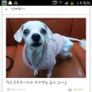 예삐