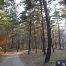 국립희리산해송자연휴양림 이미지