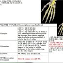 [9강-11 팔과손 그리고 그 근육](50강)기능해부(5),천지굴근,심지굴근,장무지굴근 이미지